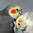 Animals11_thumb